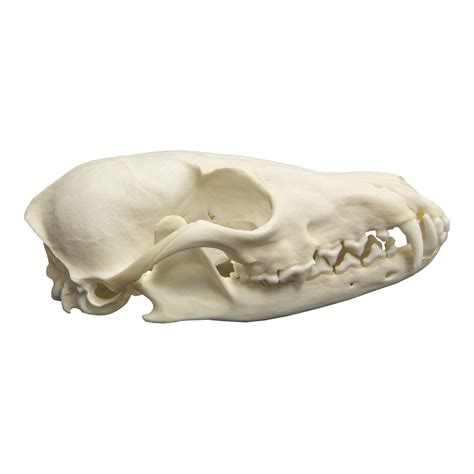 Real Red Fox Skull For Sale Skulls Unlimited International Inc