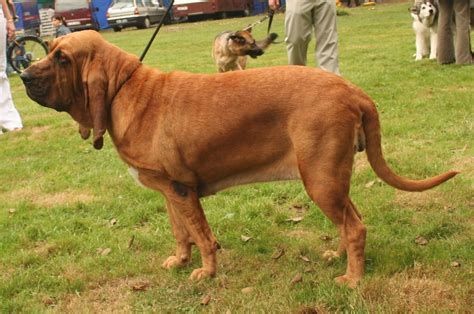 Bloodhound All Big Dog Breeds