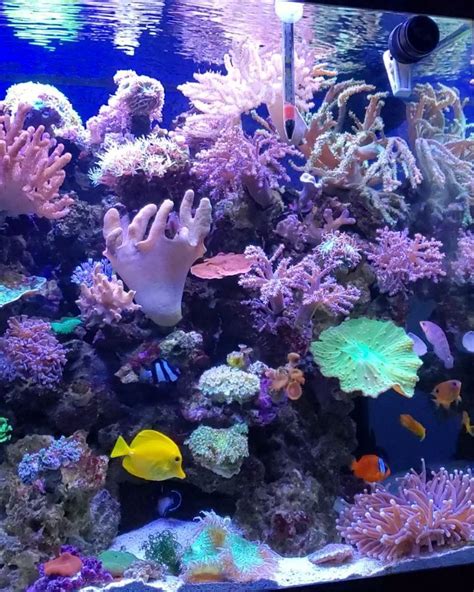 Vruss77 On Instagram My Reef Is Thriving Reef Reeftank