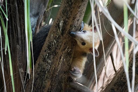 Lesser Anteater In Tree Peeping Around Branch Photograph By Ndp