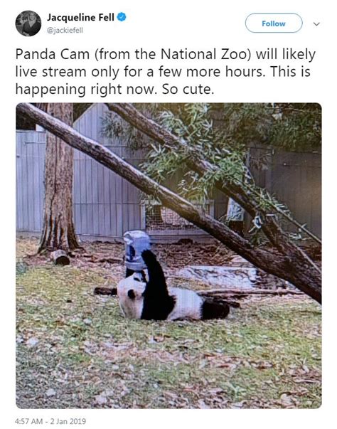 Panda Stream Goes Dark Amid Us Government Shutdown Cgtn