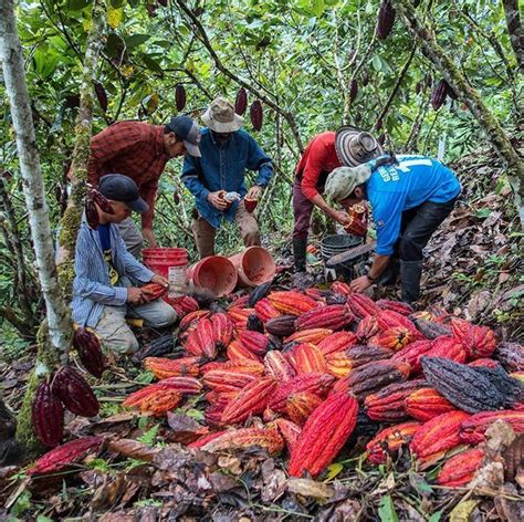 Yesterday Harvesting Cacao All Day Long Permatree Farmlife