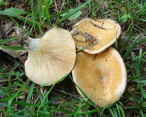 Lactarius Psammicola At Indiana Mushrooms