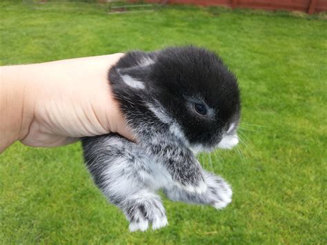 black baby bunnies | baby mini lop rabbits £ 10 posted 4 months ago for