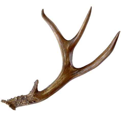 Gathered 4 Point Black Tail Deer Antler By Bci Crafts