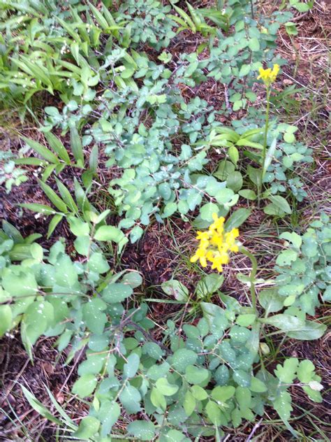 some yellow flowers and green leaves on the ground