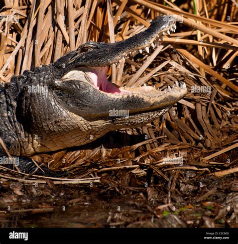 Alligator Showing Teeth Florida Everglades Hi Res Stock Photography And