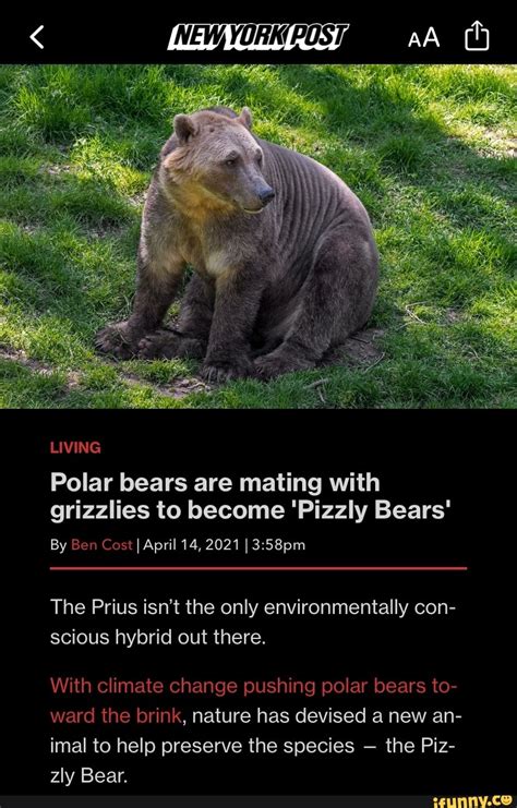 Living Aa Polar Bears Are Mating With Grizzlies To Become Pizzly Bears
