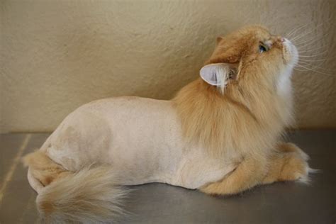 Additionally, some cat owners favor periodic lion cuts for their pets because they believe. The Mane Thing | Cat haircut, Cat grooming, Shaved cat