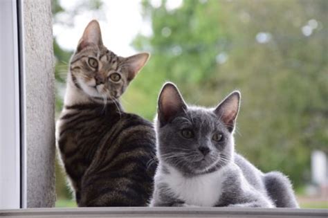 What is the children's benadryl dosage for cats? Side Effects of Benadryl for Cats | Canna-Pet®