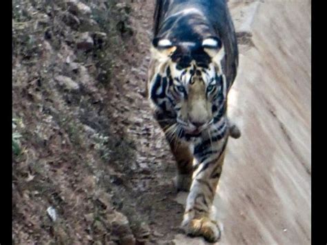 Melanistic Tiger Rare Black Tiger Caught On Camera In Odishas