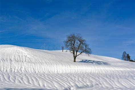 Tree In Snowy Landscape Lonely Tree Solitary Tree On Hill In Alps In