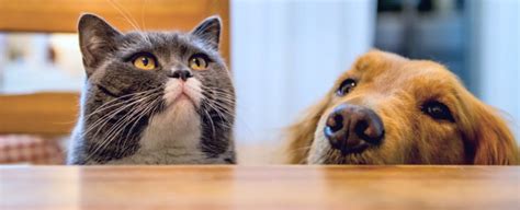 It's almost impossible to carry a cat to your office and expect it to remain inactive. When It Comes to Dog vs Cat Brains, It Looks Like We Have ...