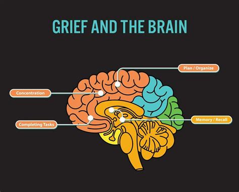 How Grief Affects Your Brain Bio One
