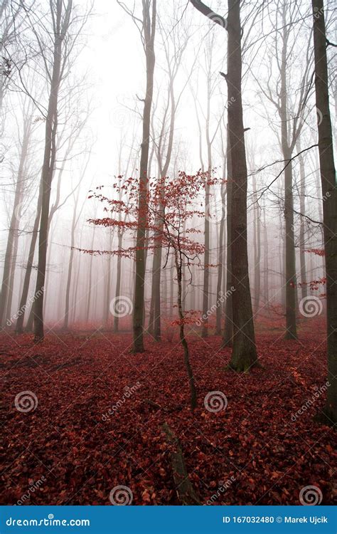 Bosque De Niebla Lleno De Troncos Y Hojas Rojas En Las Ramas Y En El Suelo Foto De Archivo