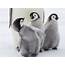 Penguins 🐦💙  Baby Animals Cute