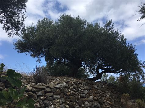 Ancient Olive Trees Kavousi Olive Branch