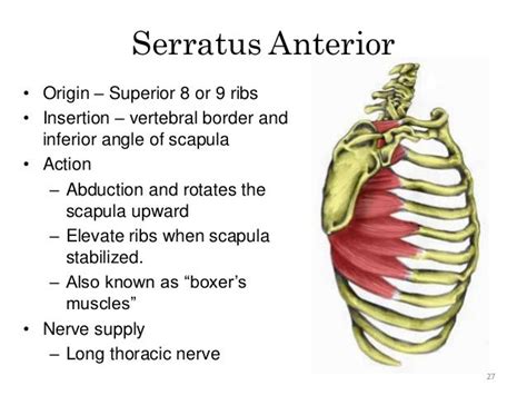 Serratus Anterior Origin And Insertion - serratus anterior action - Google Search | ACE CPT studying | Pinterest