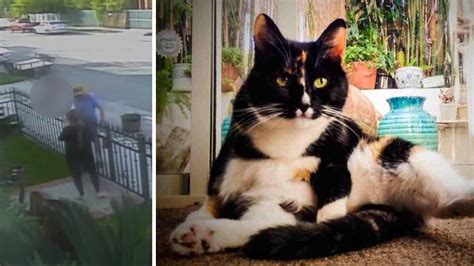 2 Dogs Kill Pet Cat Dogs Owner Dumps Dead Cat On Front Lawn