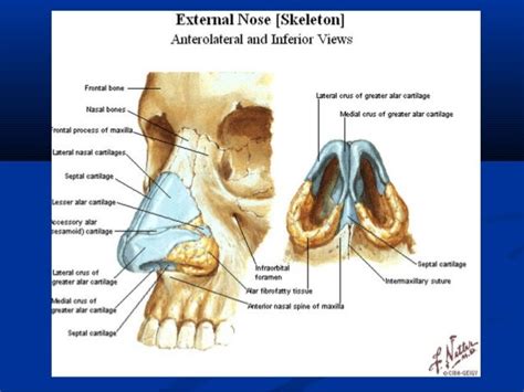 External Nose Anatomy Ppt Anatomy Structure