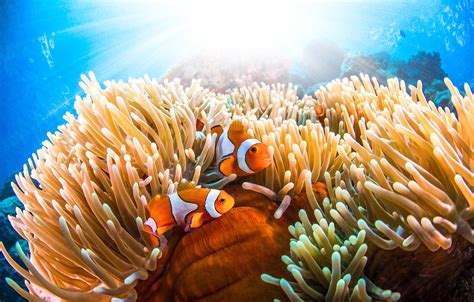 Wallpaper Sea Fish Underwater World Anemones Clown Fish Images For
