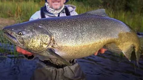 What Is The Biggest Salmon Ever Caught With Maps And Tips Guide
