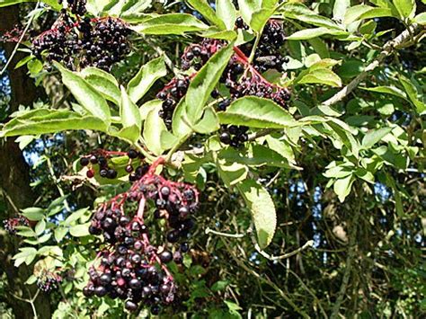 Herb im geschmack, sehr gesund, gleichwohl mitunter giftig. Holunderbeeren | Bilder Blog