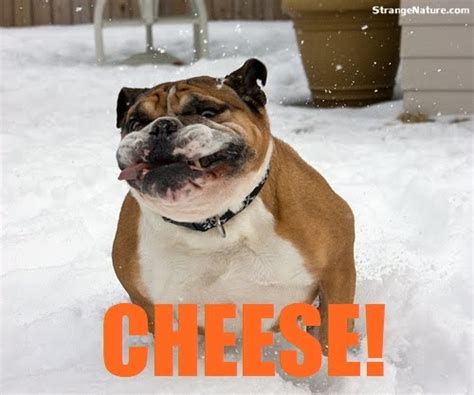 Funny Dog Faces With Quotes Quotesgram