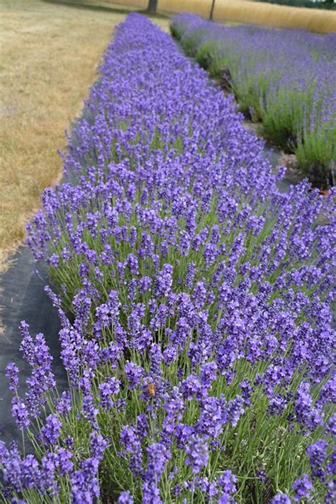 Click To View A Full Size Photo Of Hidcote Lavender Lavandula