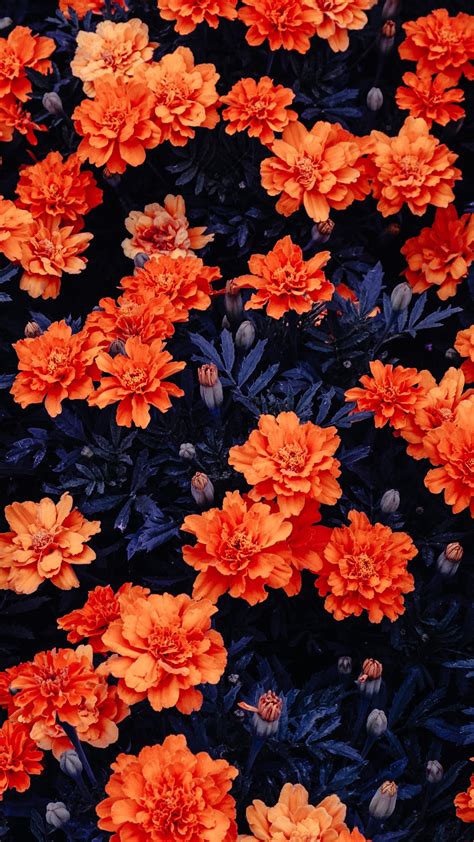 Orange Flowers Garden 4k Ultra Hd Mobile Wallpaper