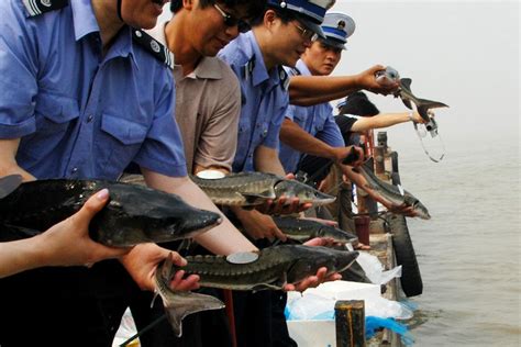 Two Species Of Large River Fish Have Been Declared Extinct In China
