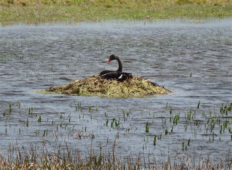 Photo Of The Week Black Swan Nesting Nature Glenelg Trust