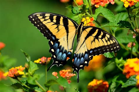 Tiger Swallowtail Butterfly Free Photo On Pixabay