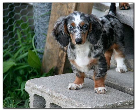 Dapple long haired wiener dog. chocolate lab mixed with dachsund | dapple dachshund ...