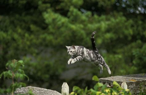 How Can Cats Jump So High