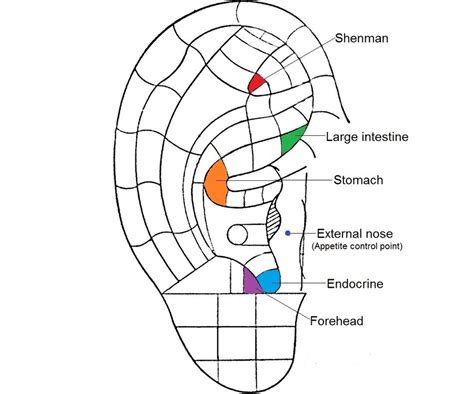 Ear Acupoints For Weight Reduction Download Scientific Diagram
