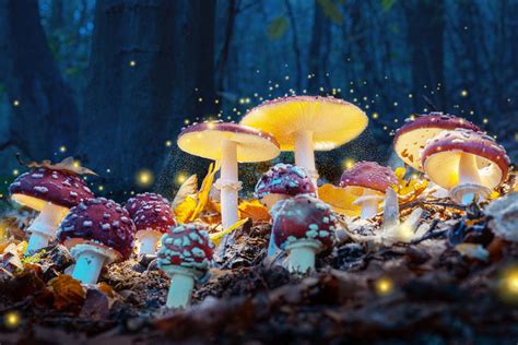 Magic Mushrooms Vs Lsd A Comparison Of Psychedelics Experiences