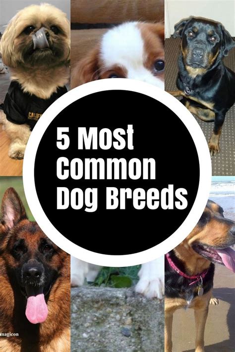 5 Dog Breeds That Are Widely Renowned Around The Globe Liz Love Pets