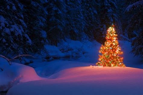 Glowing Christmas Tree In Forest Beautiful Christmas Trees Christmas