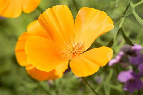 How The Golden Poppy Was Made Californias State Flower In 1903 Click