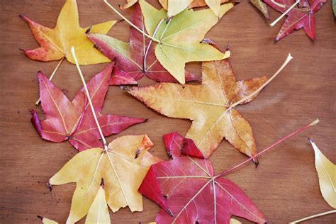 Picnics In The Park Thanksgiving Week How To Make Waxed Leaves