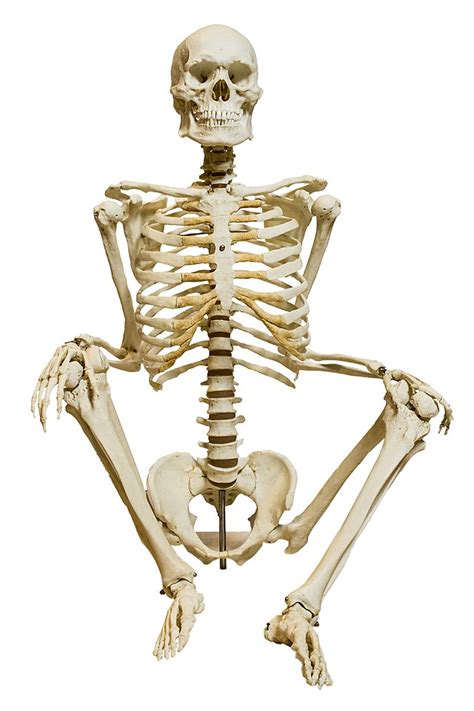 Partes del esqueleto humano Atlas de Anatomía