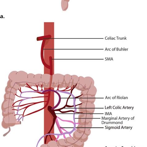 Illustrations Show The Anatomy Of The Celiac Trunk And Sma A The Ima