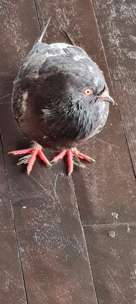 Weird Growth On Pigeons Feet Pigeon Talk