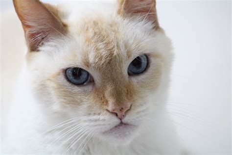 Red Point Siamese Cats A Guide To A Long And Healthy Life Catsinfo