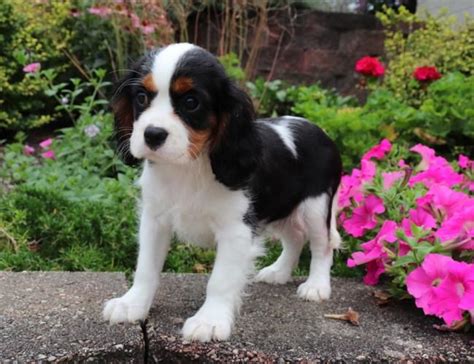 You will find cavalier king charles spaniel dogs and puppies for adoption in our texas listings. Cavalier King Charles Spaniel Puppies For Sale | Houston ...