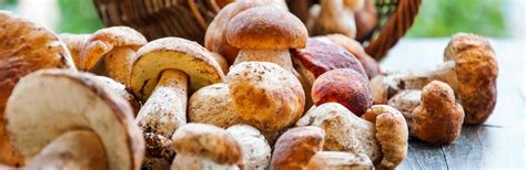 A Guide To Poisonous And Edible Mushrooms Lovethegarden