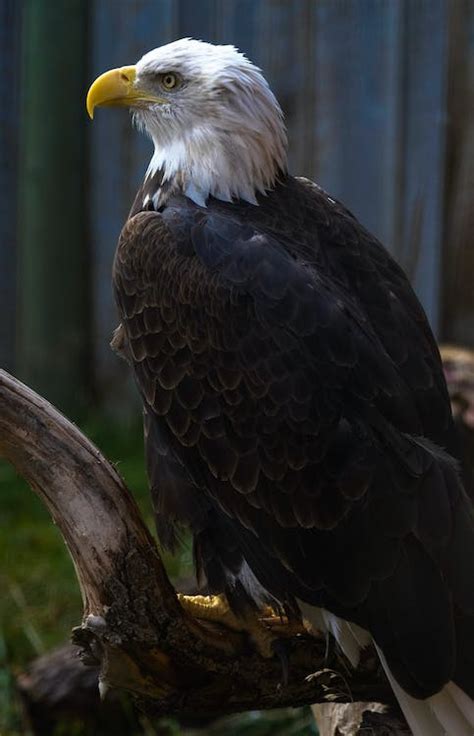 Southern Bald Eagle Perched On The Branch Of A Tree · Free Stock Photo