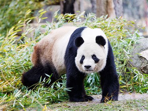 Panda Gigante Zoo Aquarium Madrid