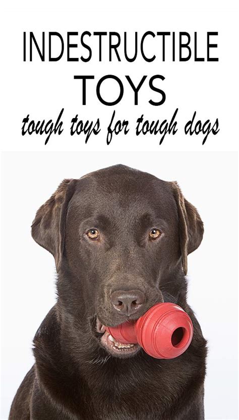 Reviews Of The Best Indestructible Dog Toys For Labradors